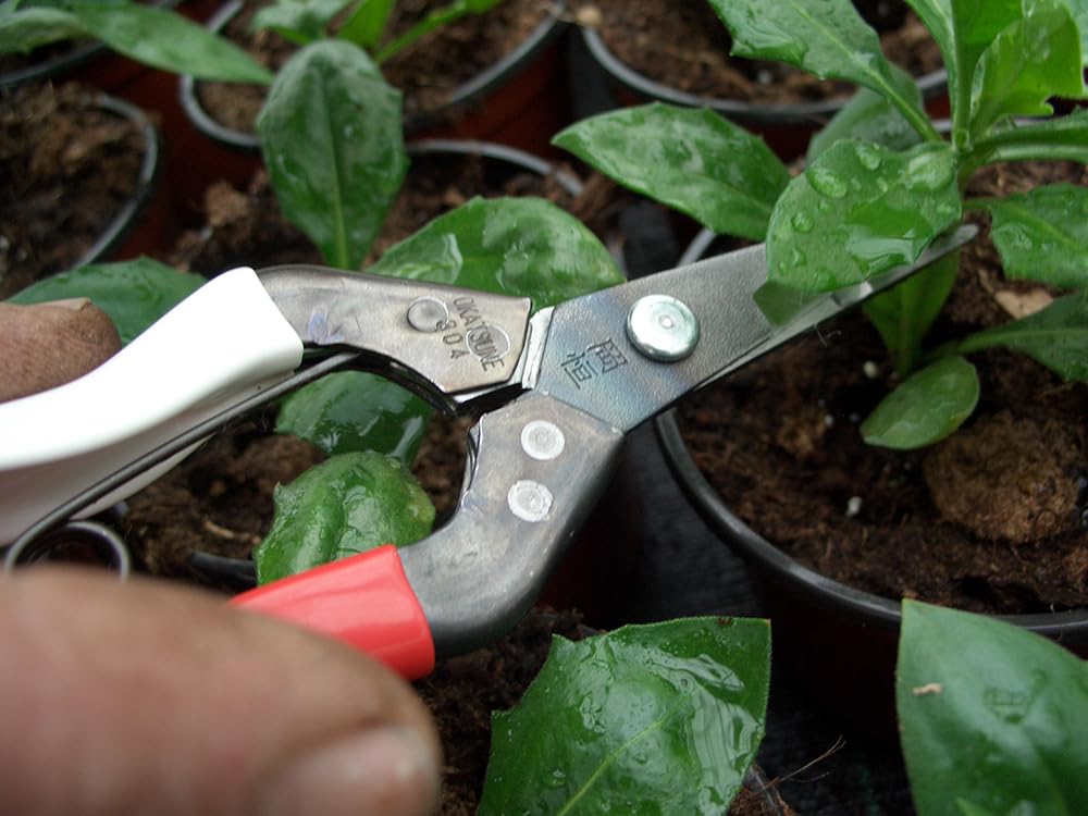Onion Scissors No.306