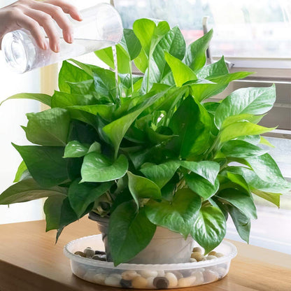 24 Pack Plant Saucer, Clear Plastic Plant Pot Saucer, Made of Thicker, Stronger Plastic, with Unique Design, Durable Flower Plant Tray for Indoor and Outdoor Plants(4 Size, 6/8/10/12 Inch)