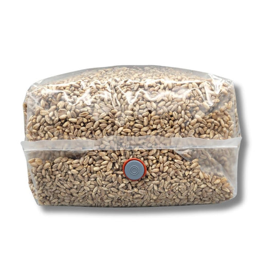 Rye Mushroom Grain Spawn | 2.5LB | Pre-Sterilized | Injection Port | Grow Mushrooms at Home | Made in Canada | Flatland Fungi