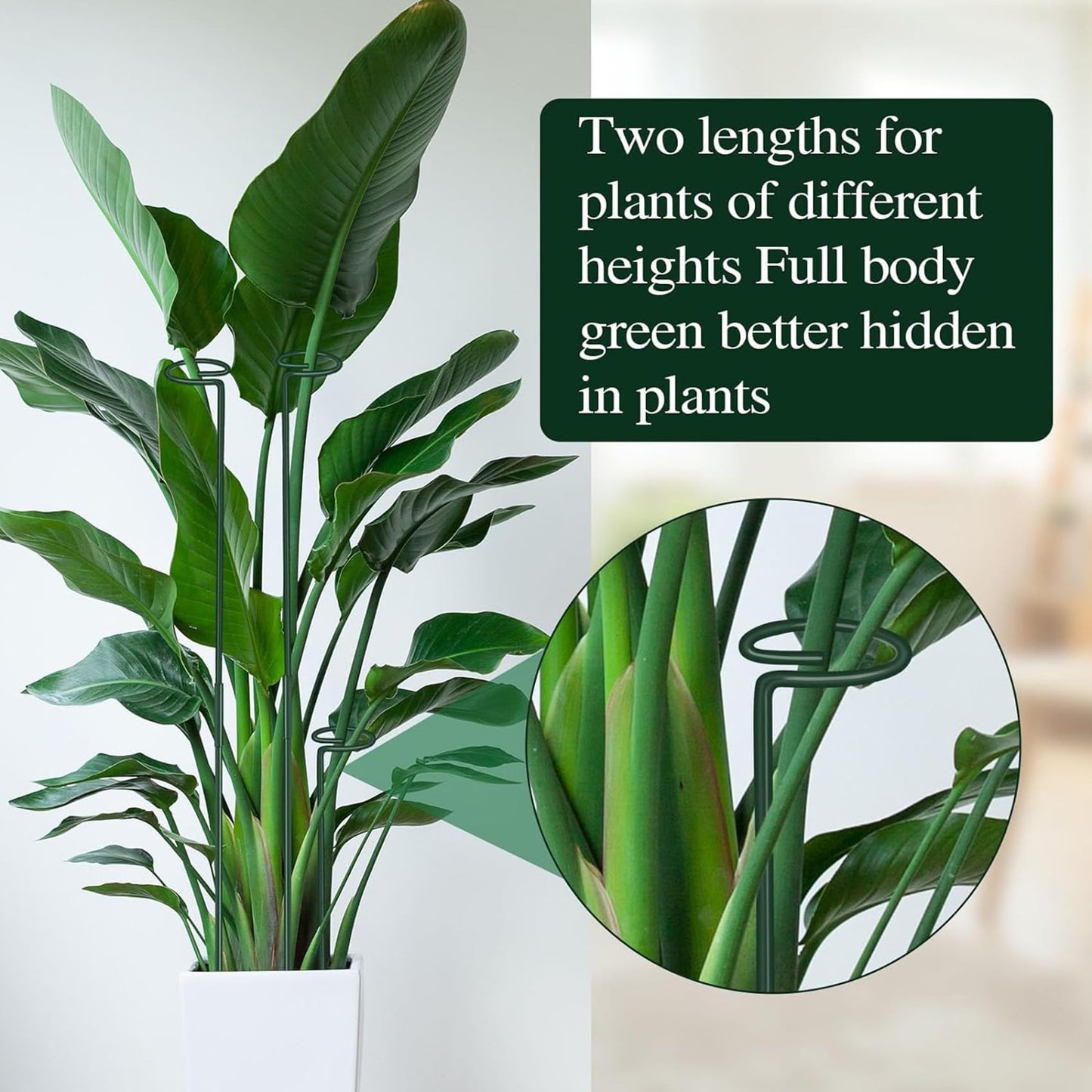 6Pcs Plant Support Stakes, 60cm Garden Single Stem Plant Support Stakes Adjustable Plant Sticks Support with 30 Orchid Clips for Peonies Tomatos Lily Rose Plant Climbing
