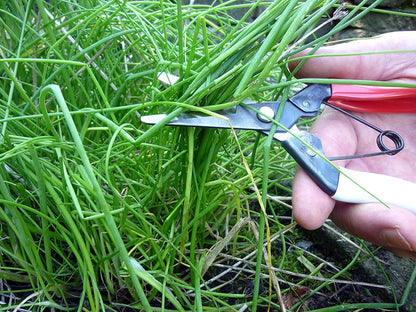 Onion Scissors No.306
