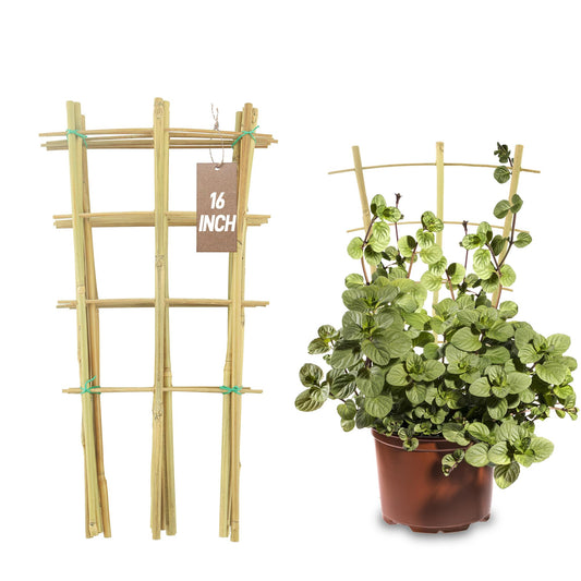 10 Pack Bamboo Trellis for Climbing Plants, 16 Inch Garden Ladder Trellis for Potted Plants Indoor, Fan-Shaped Small Plant Support Trellis for Houseplants Ivy Hoya Vine Monstera