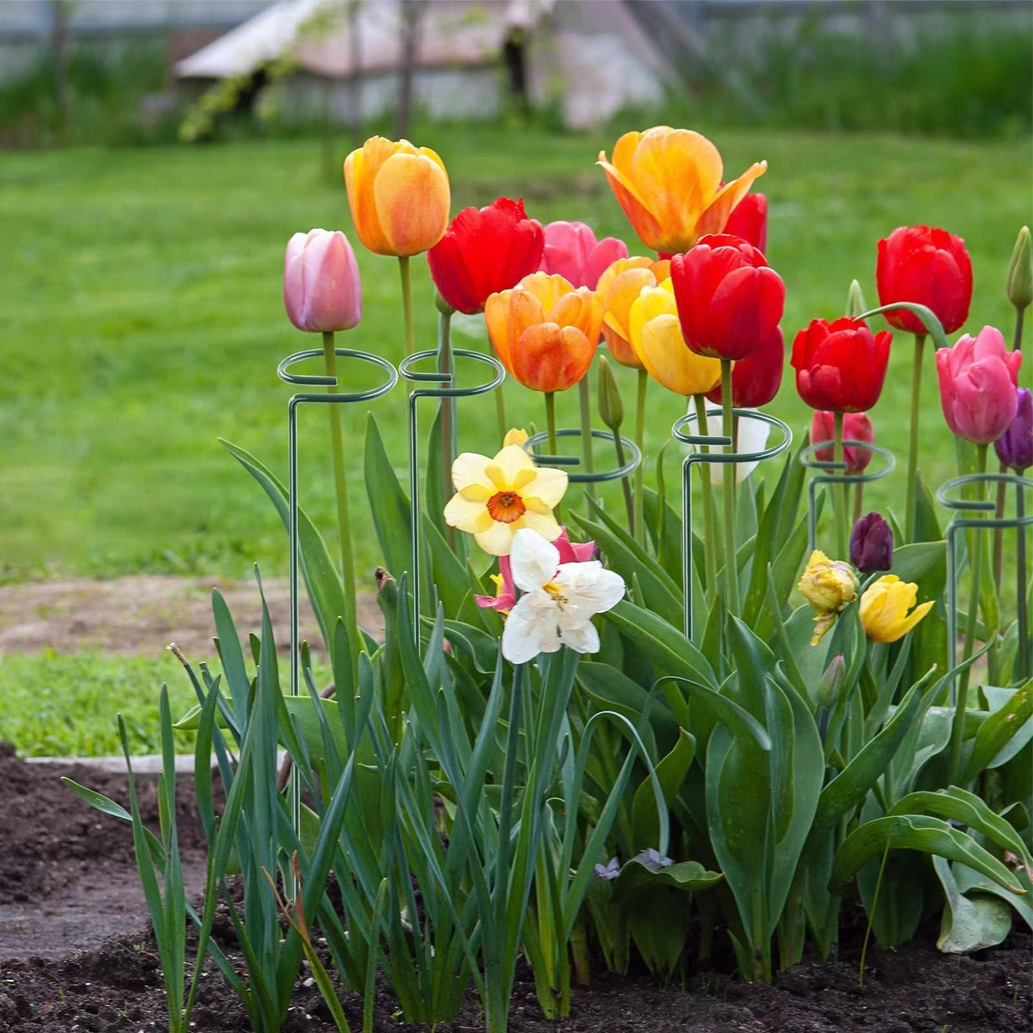 Thealyn 36 Inch 12 Packs Plant Support Stakes,Garden Single stemmed Plant Support Hoops, Plant Prop, for Flowers,Orchid, Tomatoes Peony Lily Rose