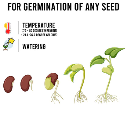 PZ 35+2 Packs Vegetable & Herb Seeds, Heirloom Seeds Packets + 37 Tags Over 6000 +Seeds 100% Non-GMO. Sachets de graines potagères (35+2)