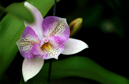 Lambert Orchid Potting Mix 4.4L