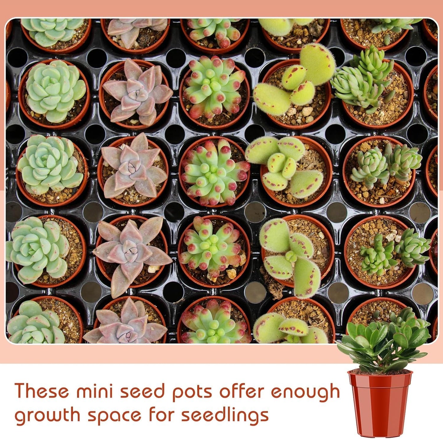 200 Pack Mini Plastic Plant Pots, 2 Inch Nursery Seedling Pots with Drainage Holes, Small Seed Starter Planter for Flower Vegetable Seedlings Mini Succulents Cactuses Indoor Outdoor Plants