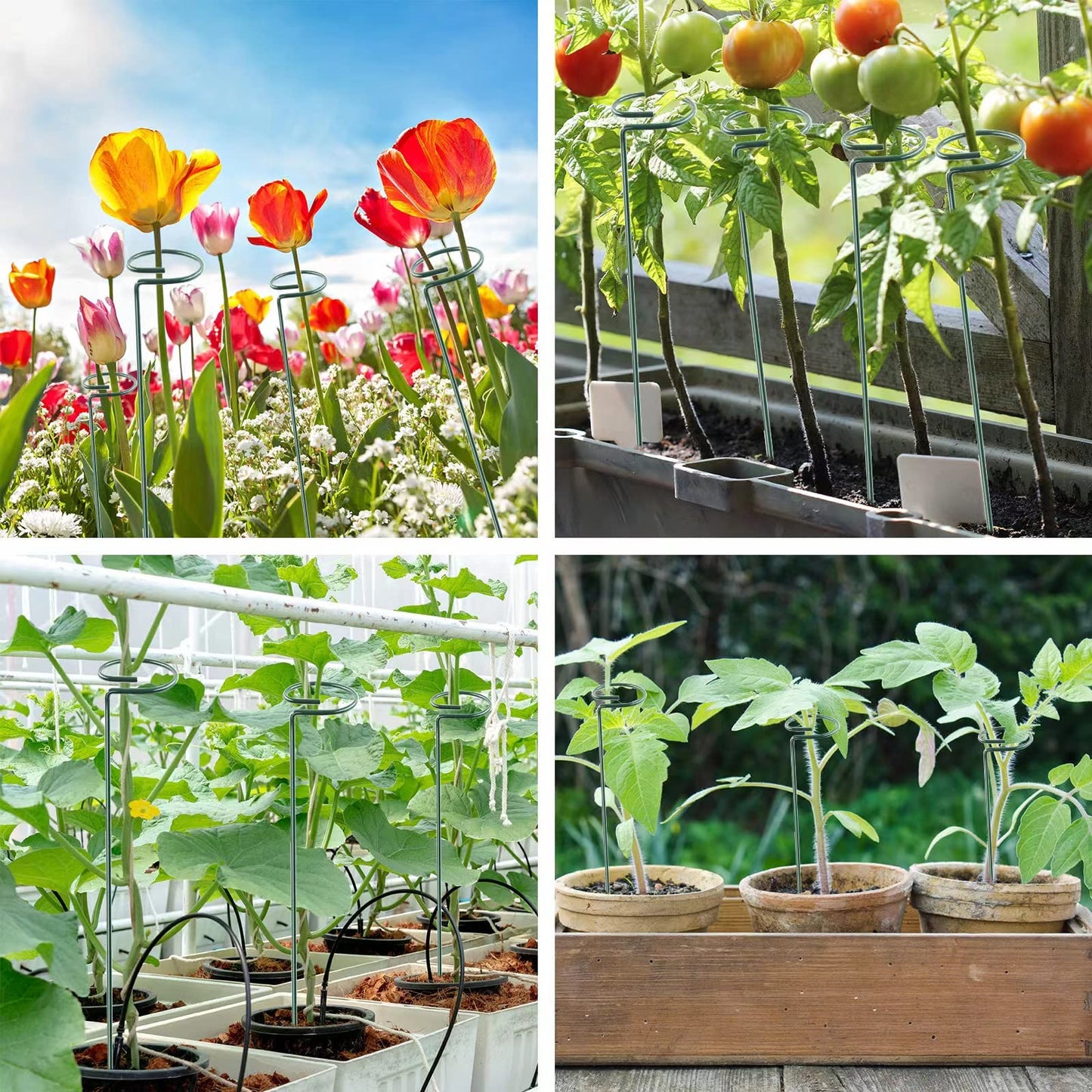 Thealyn 36 Inch 12 Packs Plant Support Stakes,Garden Single stemmed Plant Support Hoops, Plant Prop, for Flowers,Orchid, Tomatoes Peony Lily Rose