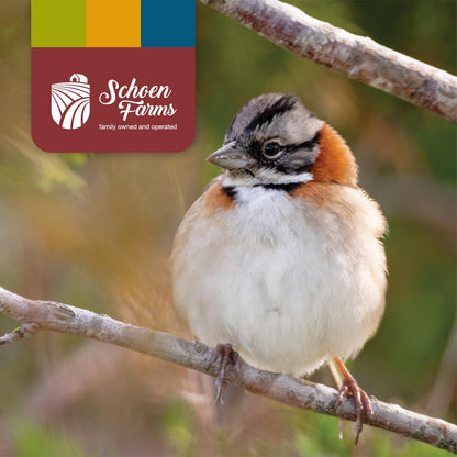 Schoen Farms Finch & Small Bird Seed Mix – 4.54 kg Bag – Shell-Free Wild Bird Food for Finches, Chickadees, Siskins & Songbirds – Grown in Canada