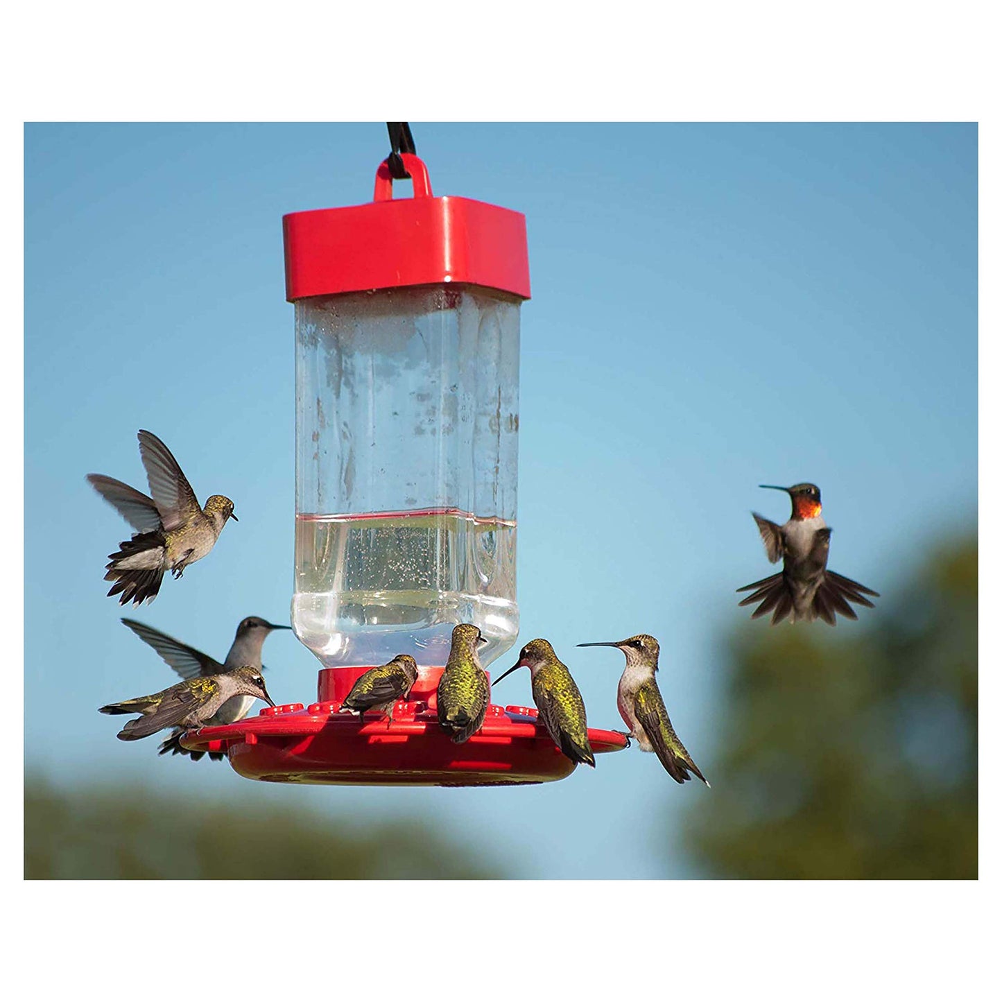 Kaytee Hummingbird Ready to Use Electro Nectar, 64-Ounce