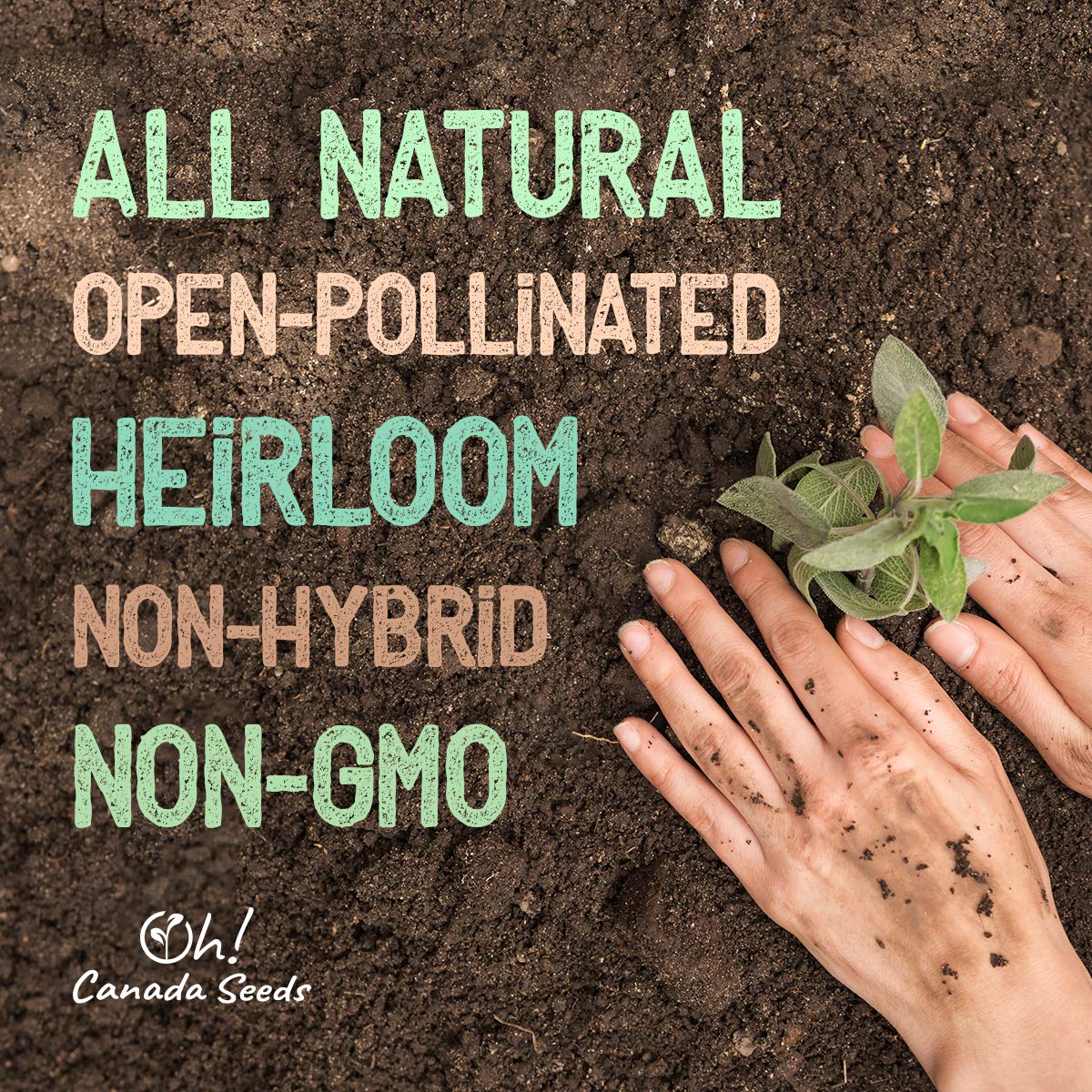 Heirloom Seeds Canada – 20 Vegetable Seeds for Planting Canada – Premium Garden Seeds by Oh Canada Seeds – Ideal for Short Growing Season, Survival Food, Graines Légumes Jardin