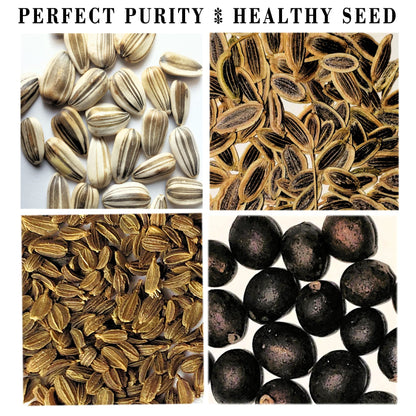PZ 35+2 Packs Vegetable & Herb Seeds, Heirloom Seeds Packets + 37 Tags Over 6000 +Seeds 100% Non-GMO. Sachets de graines potagères (35+2)